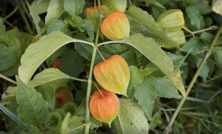 cape gooseberry bush
